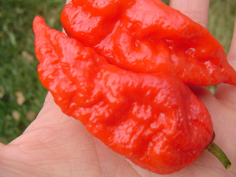 Bhut Jolokia Red Chilli Seeds