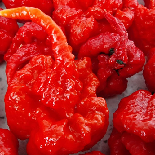 Carolina Reaper Chilli Seeds