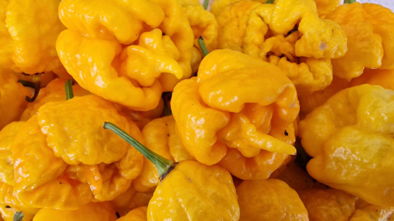 Carolina Reaper Yellow Chilli Seeds