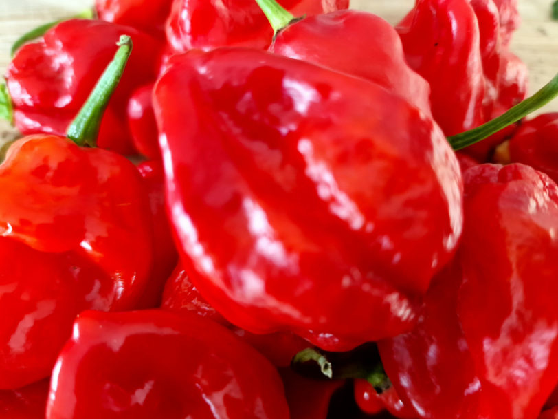 Habanero Red Chilli Seeds