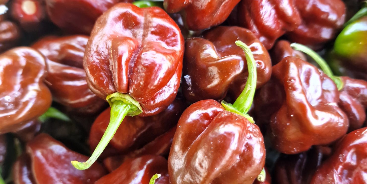 Jamaican Hot Chocolate Chilli Seeds