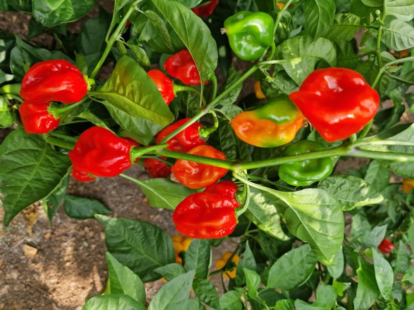 Habanero Red Chilli Seeds