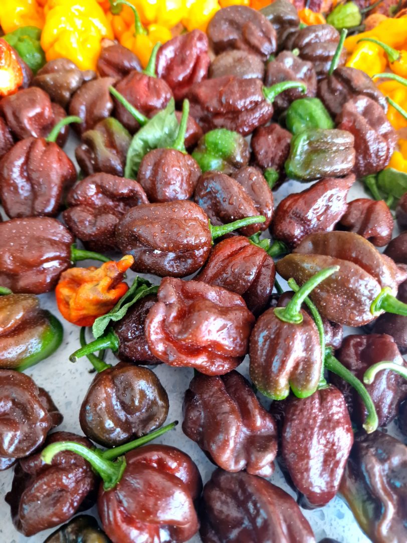 Habanero Chocolate Chilli Seeds