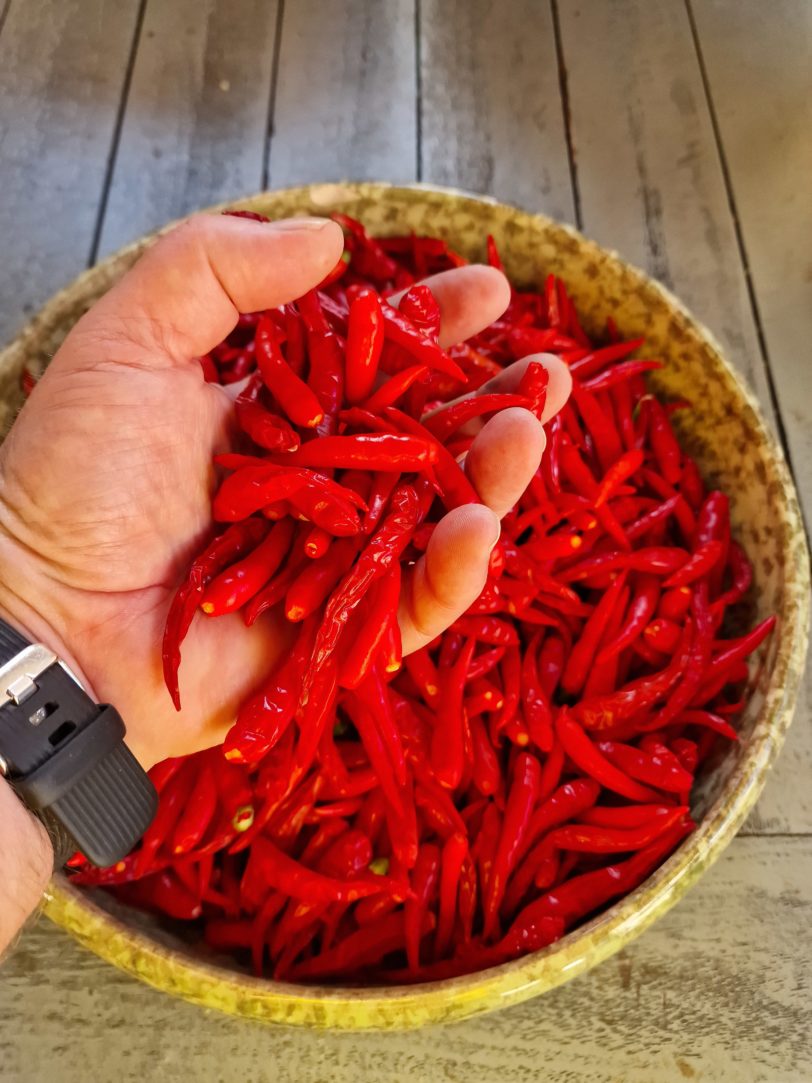 Thai Dragon Pepper Seeds