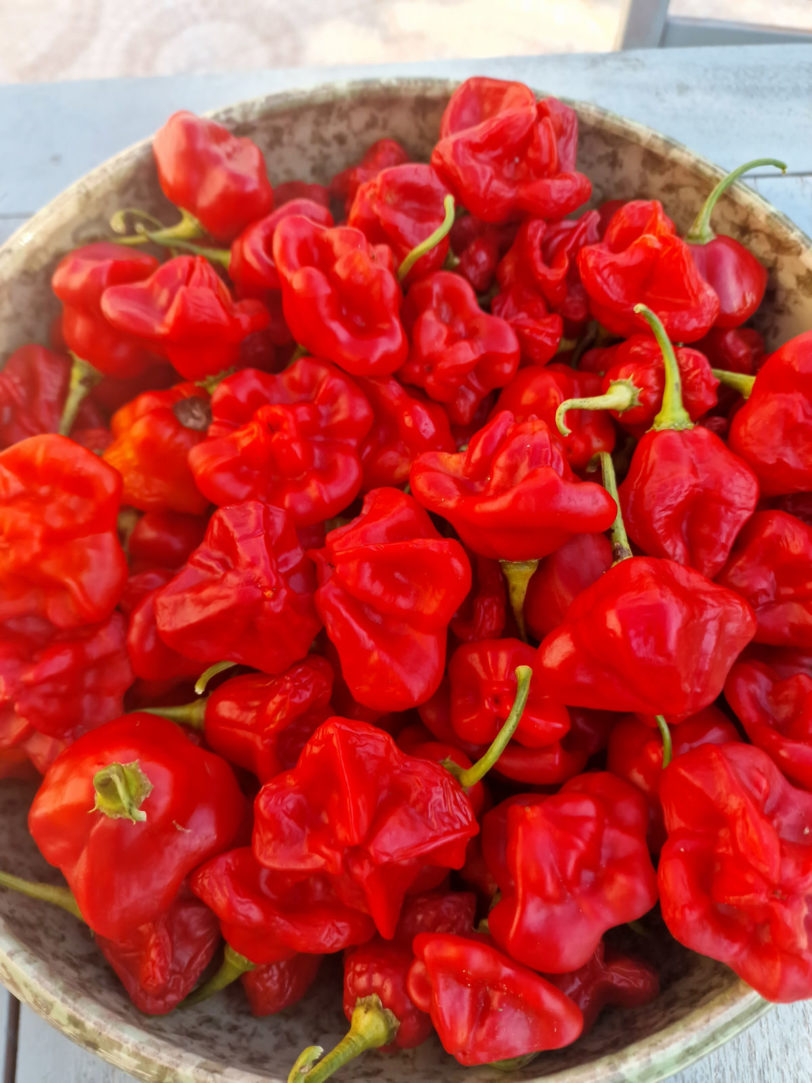 Bishops Crown Chilli Seeds