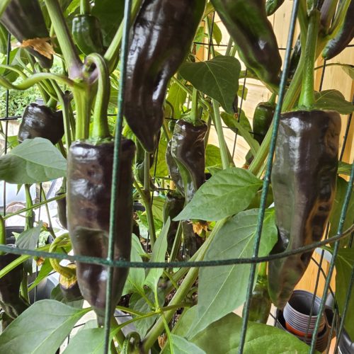 Czech Black Chilli Seeds