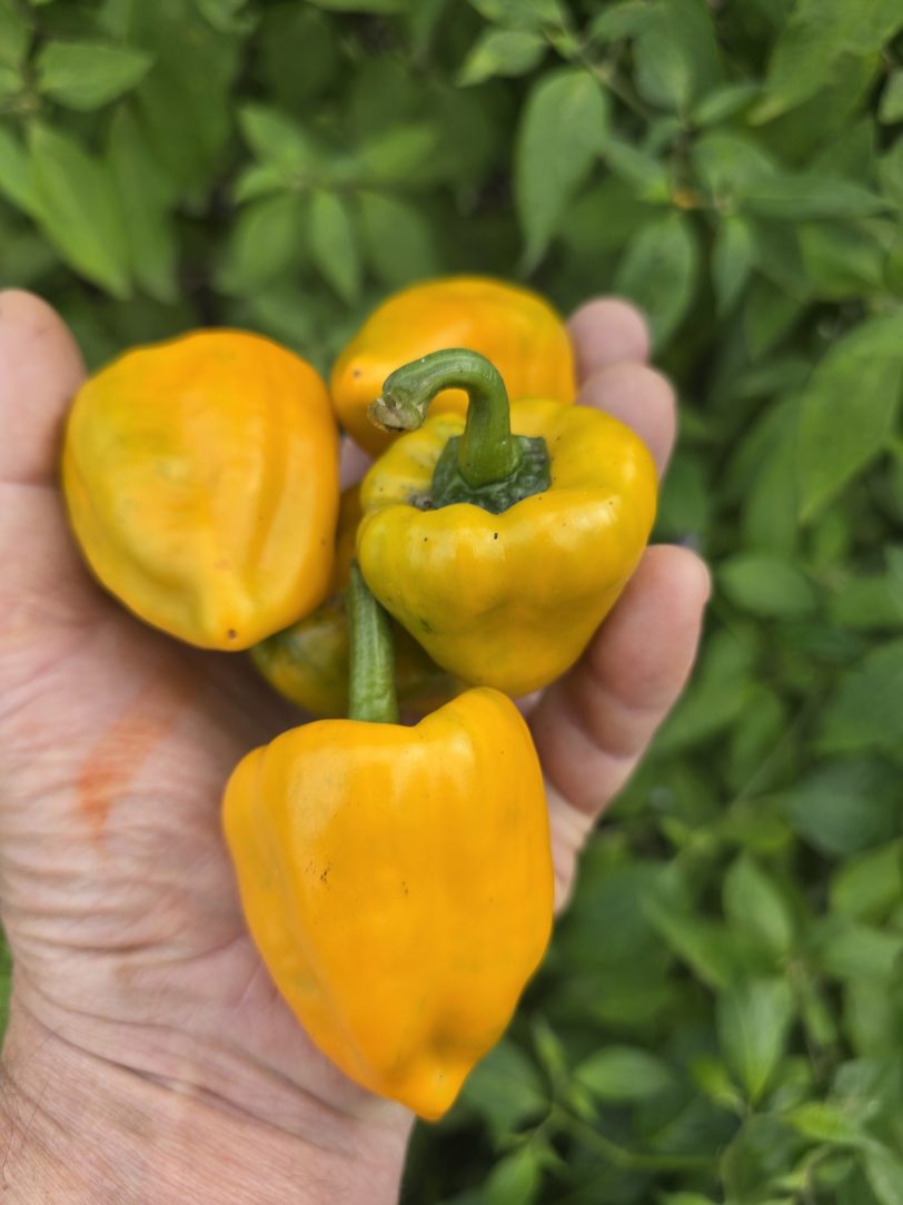 Chilhuacle Amarillo - Image 8