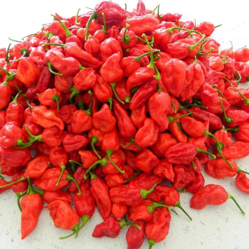 Bhut Jolokia Red Chilli Seeds