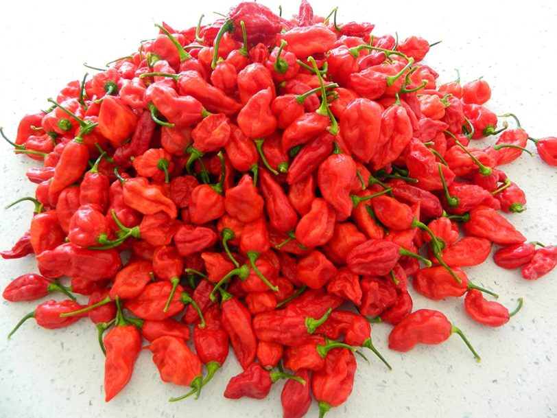 Bhut Jolokia Red Chilli Seeds