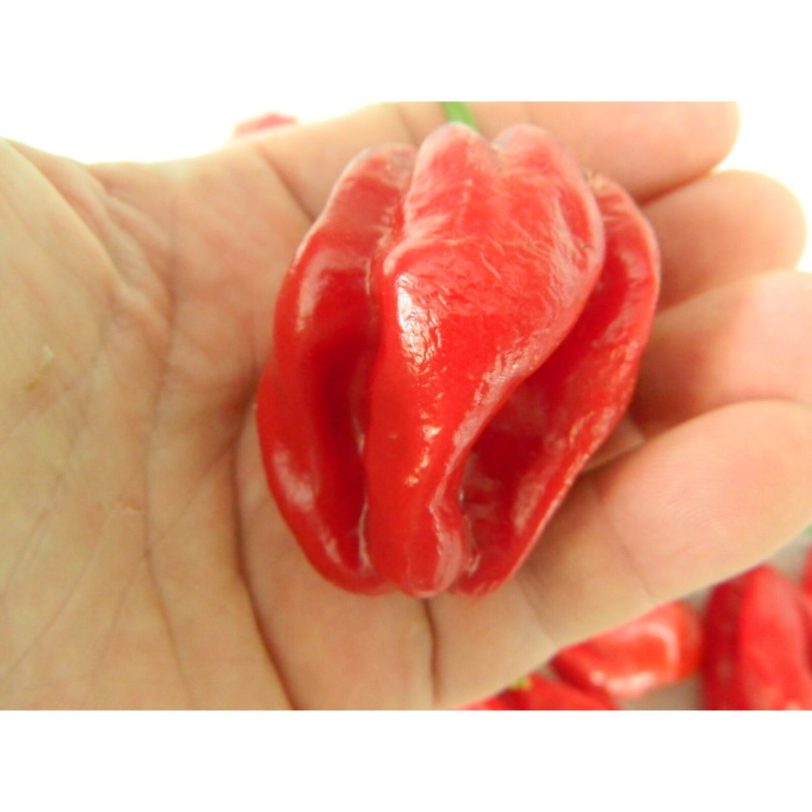 Aji Umba Red