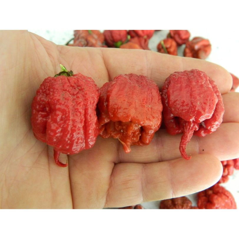 Burgundy Carolina Reaper Seeds