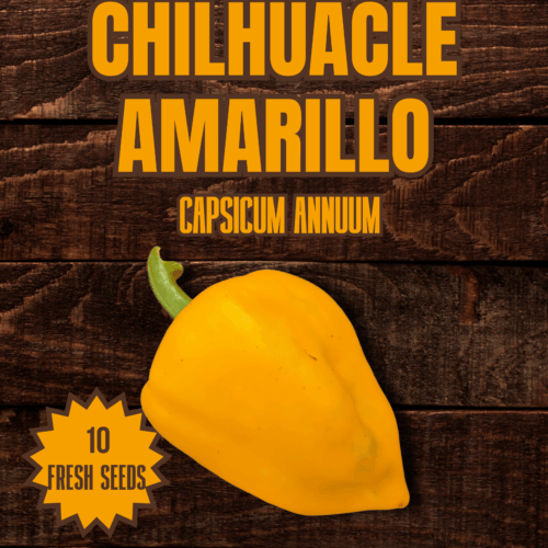 Chilhuacle Amarillo Chilli Seeds