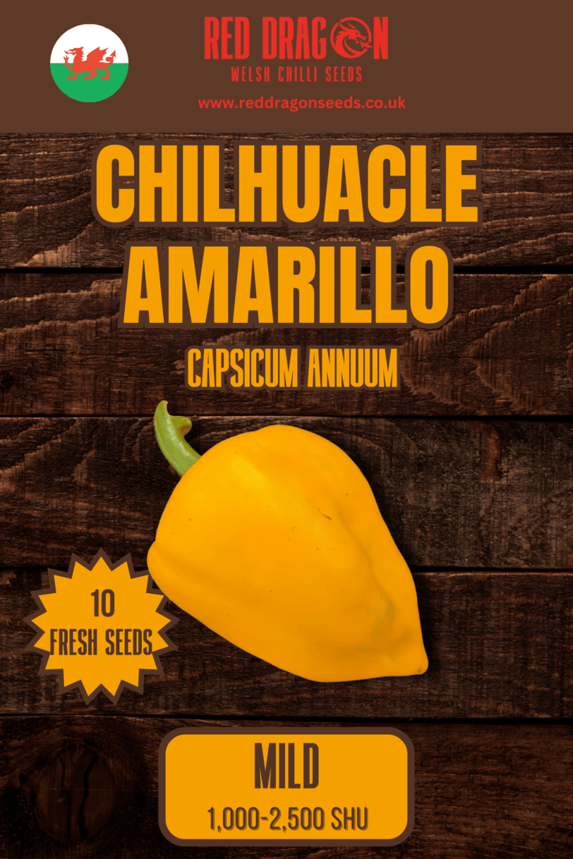 Chilhuacle Amarillo Chilli Seeds