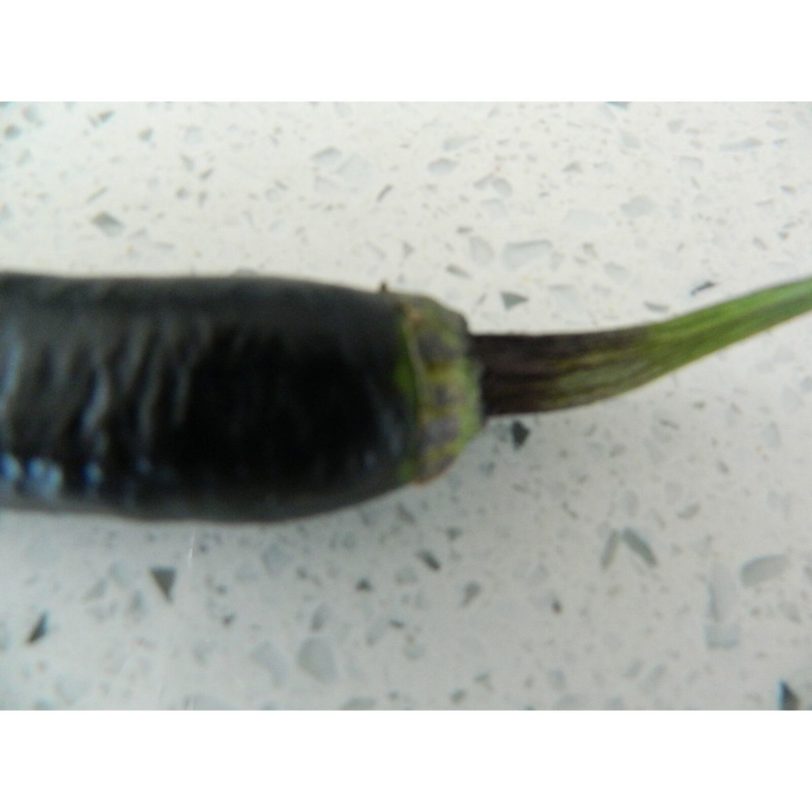 Czech Black - Image 4