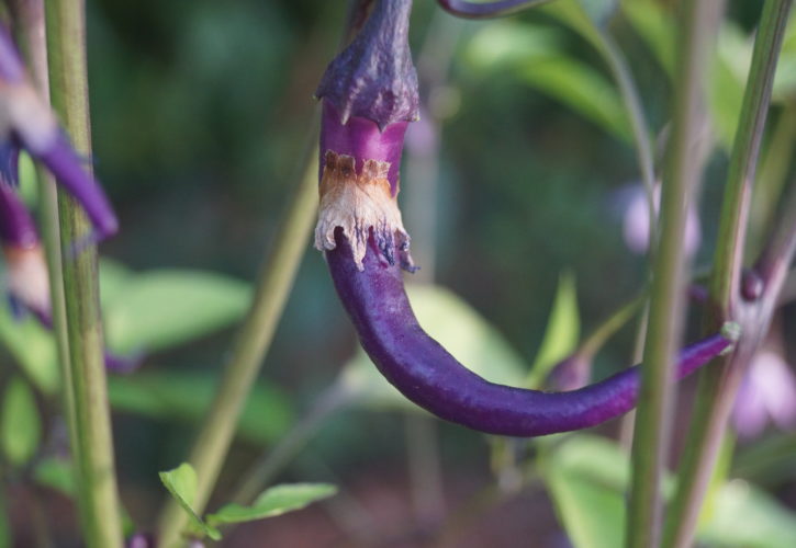 Buena Mulata Chilli Seeds