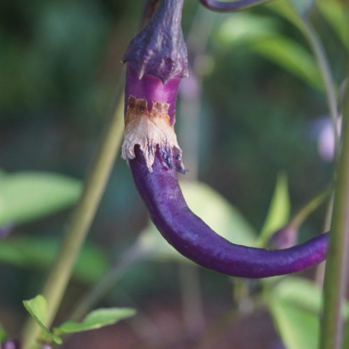 Buena Mulata Chilli Seeds