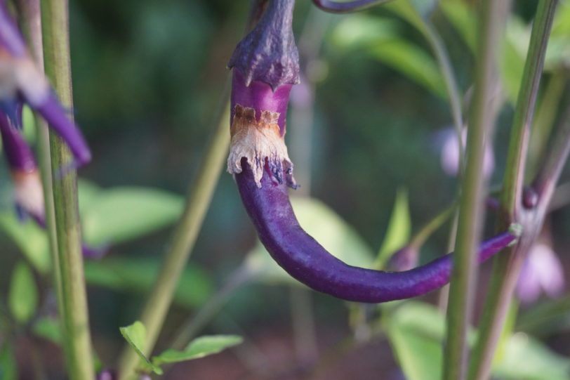 Buena Mulata Chilli Seeds