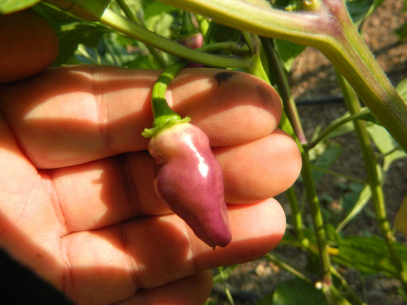 Condors Beakj Pepper Seeds