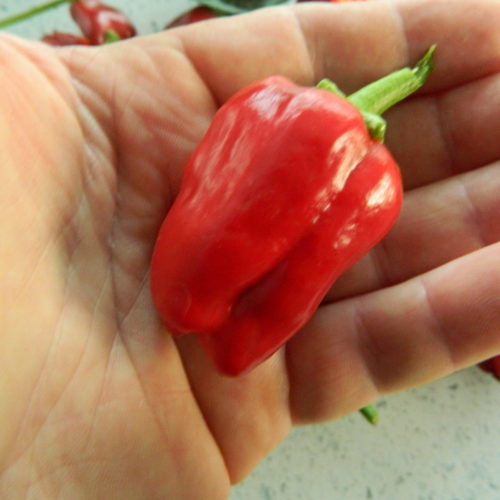 Big Jamaican Chilli Seeds