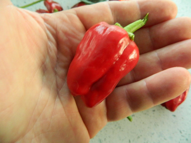 Big Jamaican Chilli Seeds