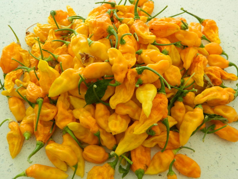 Yellow Bhut Jolokia