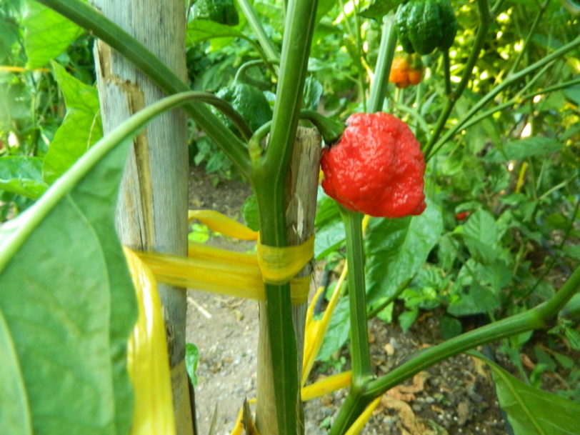 Apocalypse Scorpion Chilli Seeds