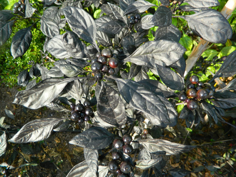 Black Pearl Chilli Seeds