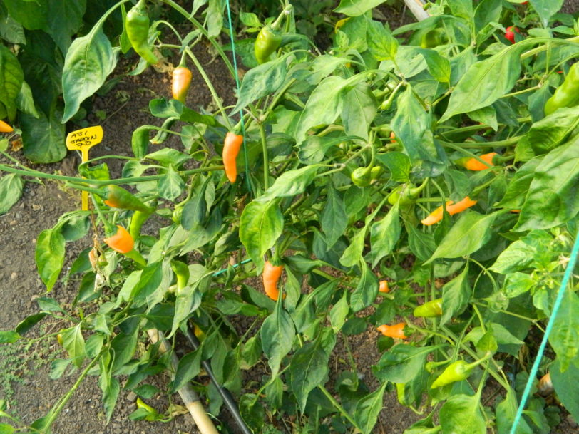 Aji Jardin Chilli Seeds