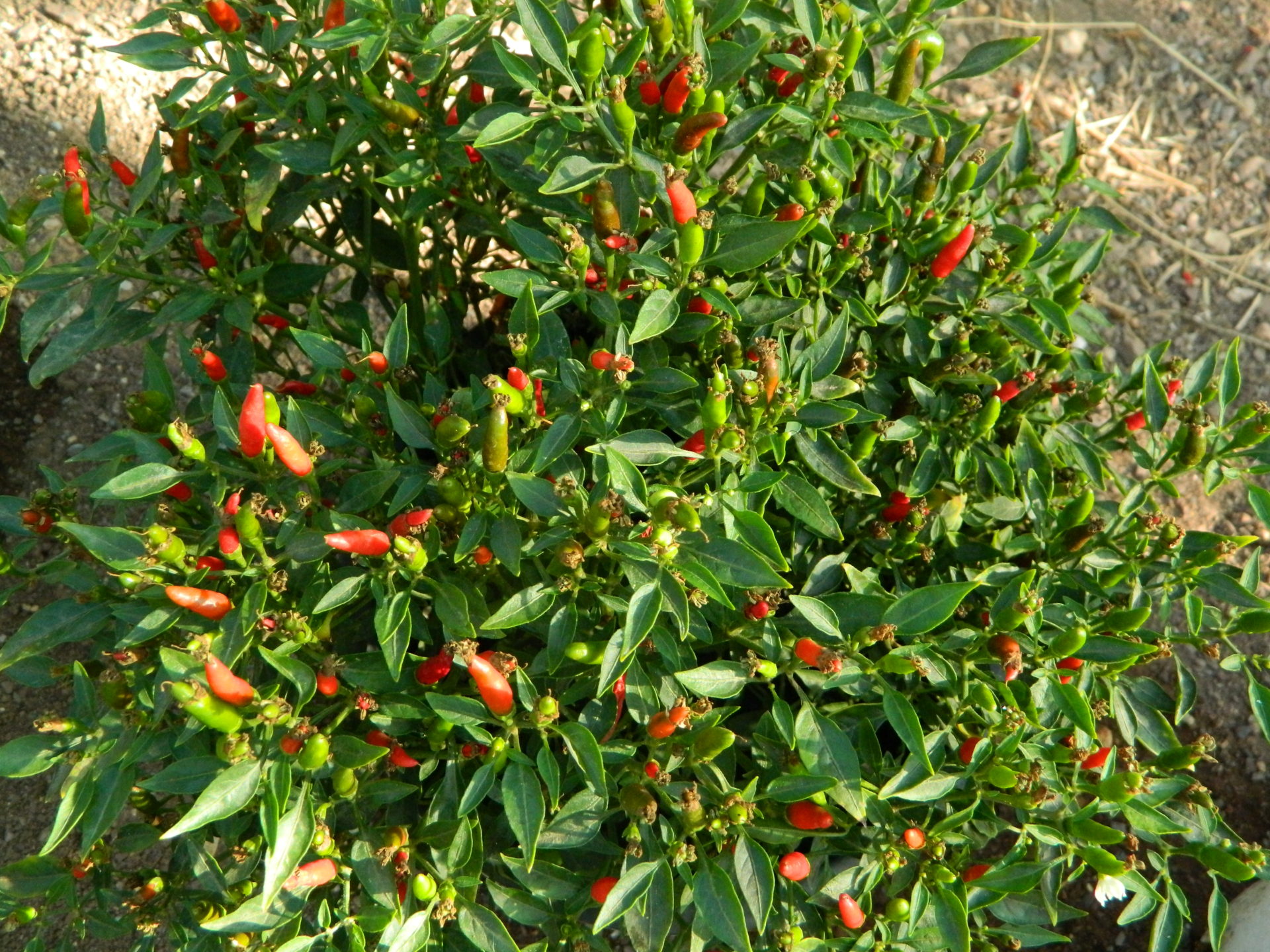 Demon Chilli Birds Eye Demon Chilli Seeds For Sale - Birds Eye Demon Pepper Seeds ...