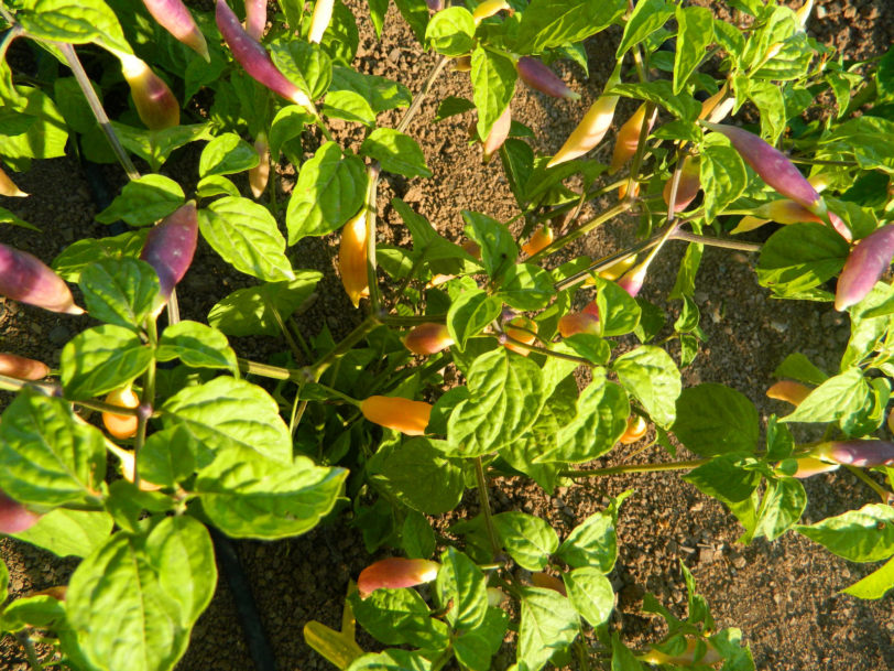 AJI Challuaruro Chilli Seeds - Image 4