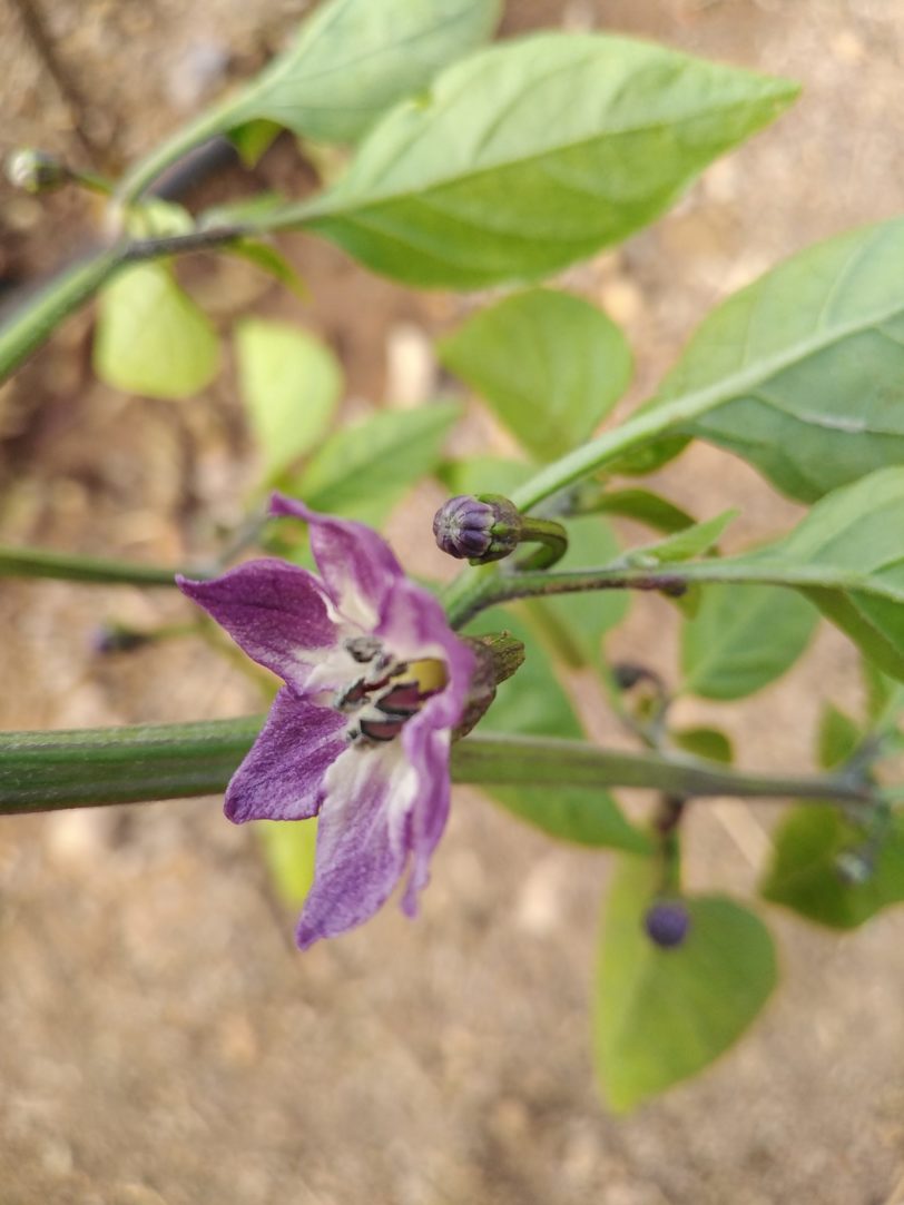 Buena Mulata - Image 11