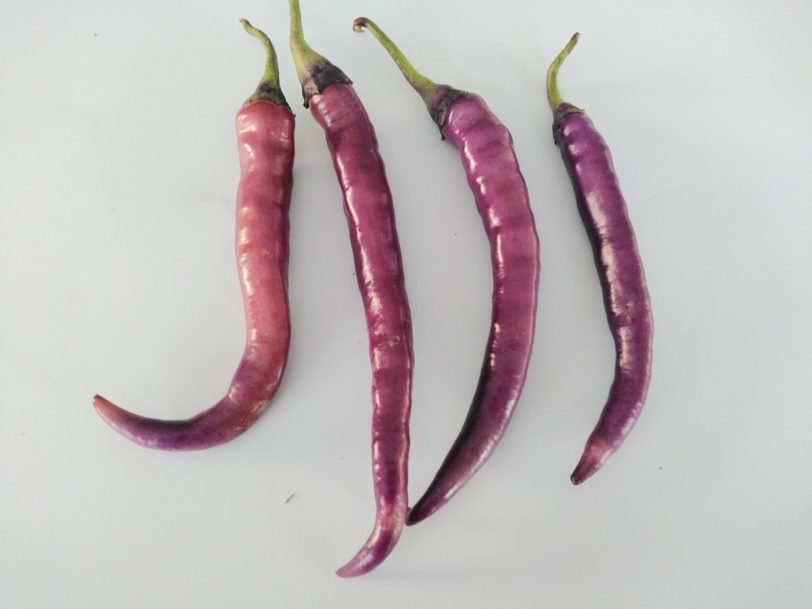 Buena Mulata - Image 13
