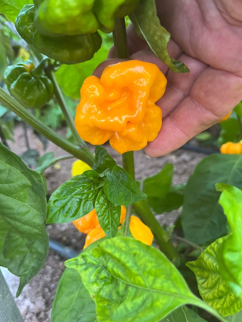 Scotch Bonnet Trenton FM Chilli Seeds