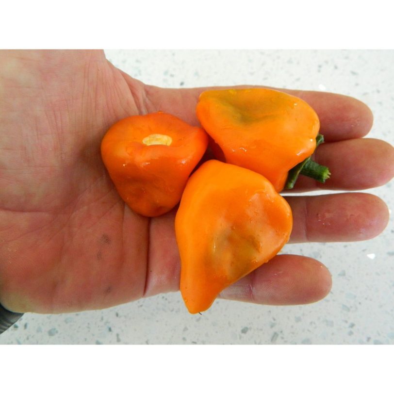 AJI Chilhuacle - Image 4