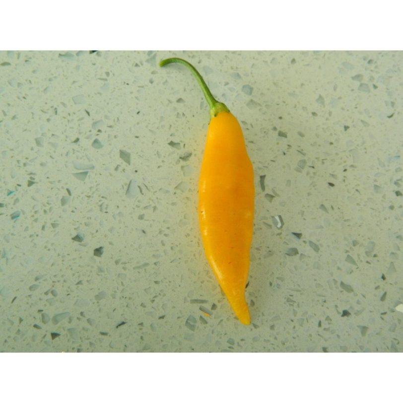 AJI Challuaruro Chilli Seeds - Image 3
