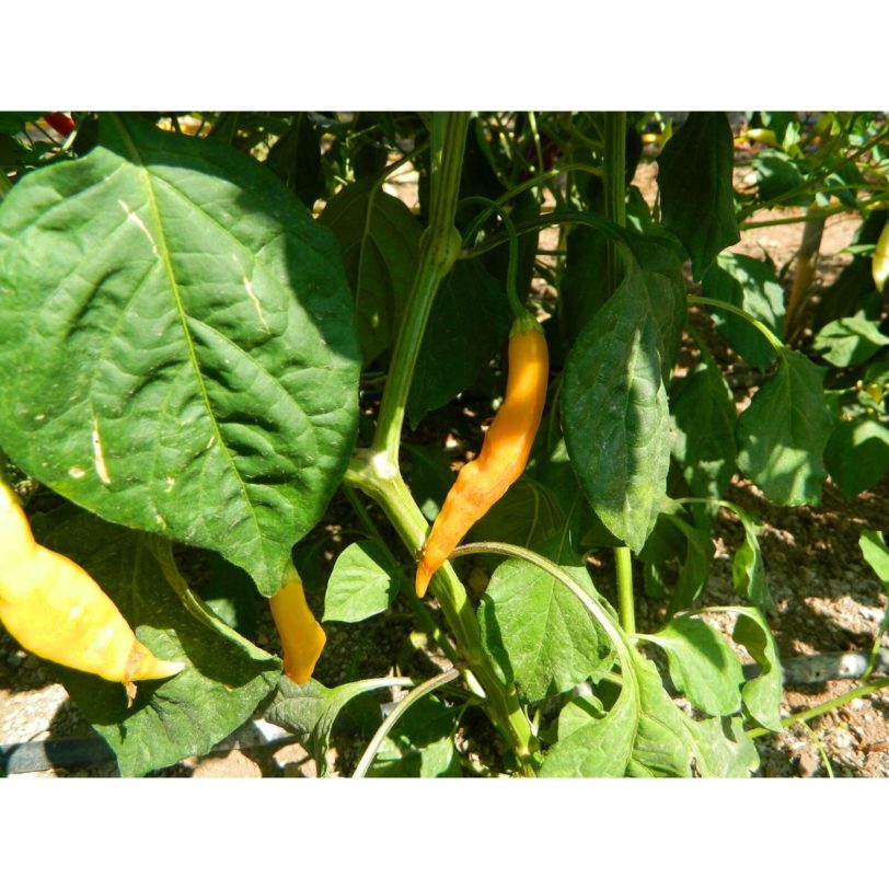 AJI Challuaruro Chilli Seeds - Image 5