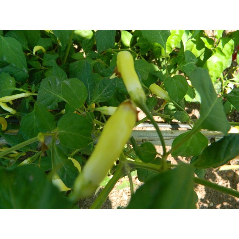 AJI Challuaruro Chilli Seeds - Image 7
