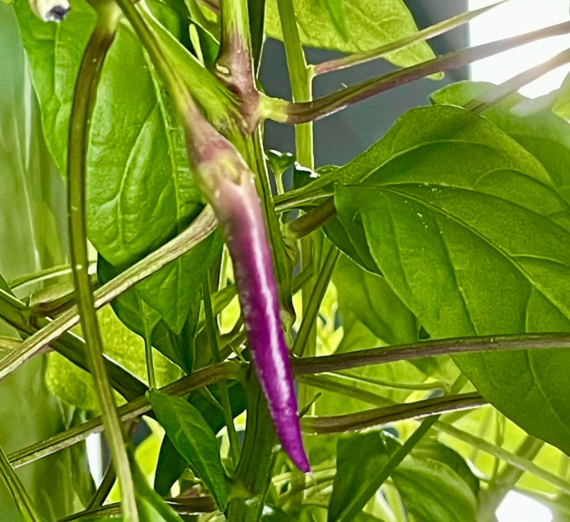 Buena Mulata - Image 3