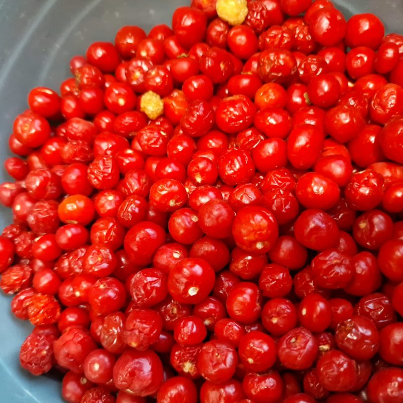 Aji Charapita Red - Image 4