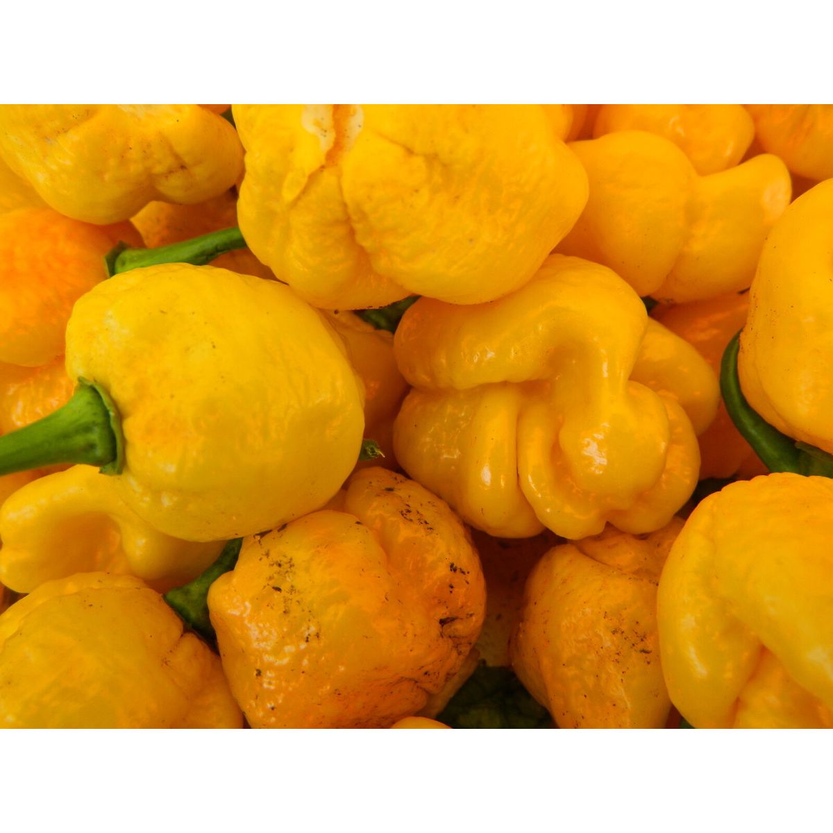 7 Pot Yellow Brain Strain Chilli Seeds - 7 Pot Yellow Brain Strain