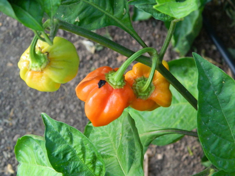 Aji Cajamarca