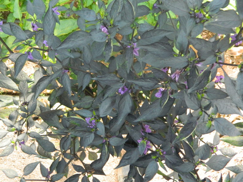Count Dracula Pepper Plant
