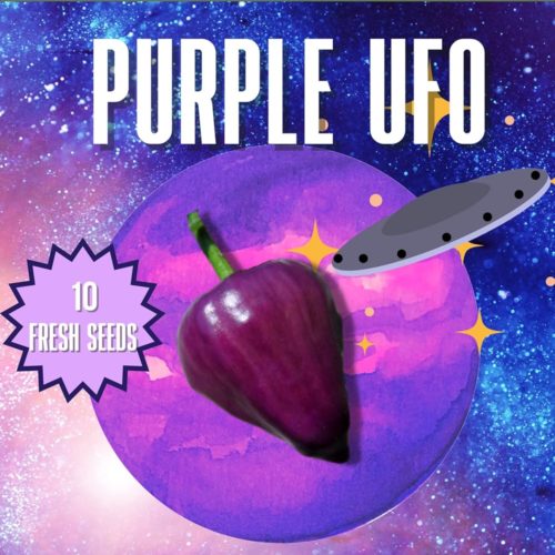Purple UFO Chilli Seeds