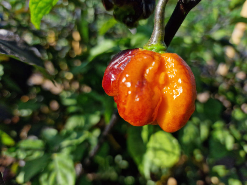 Pockmark Orange Chilli Seeds