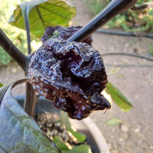 Moruga BlackJack Chilli Seeds