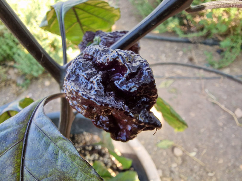 Moruga BlackJack Chilli Seeds