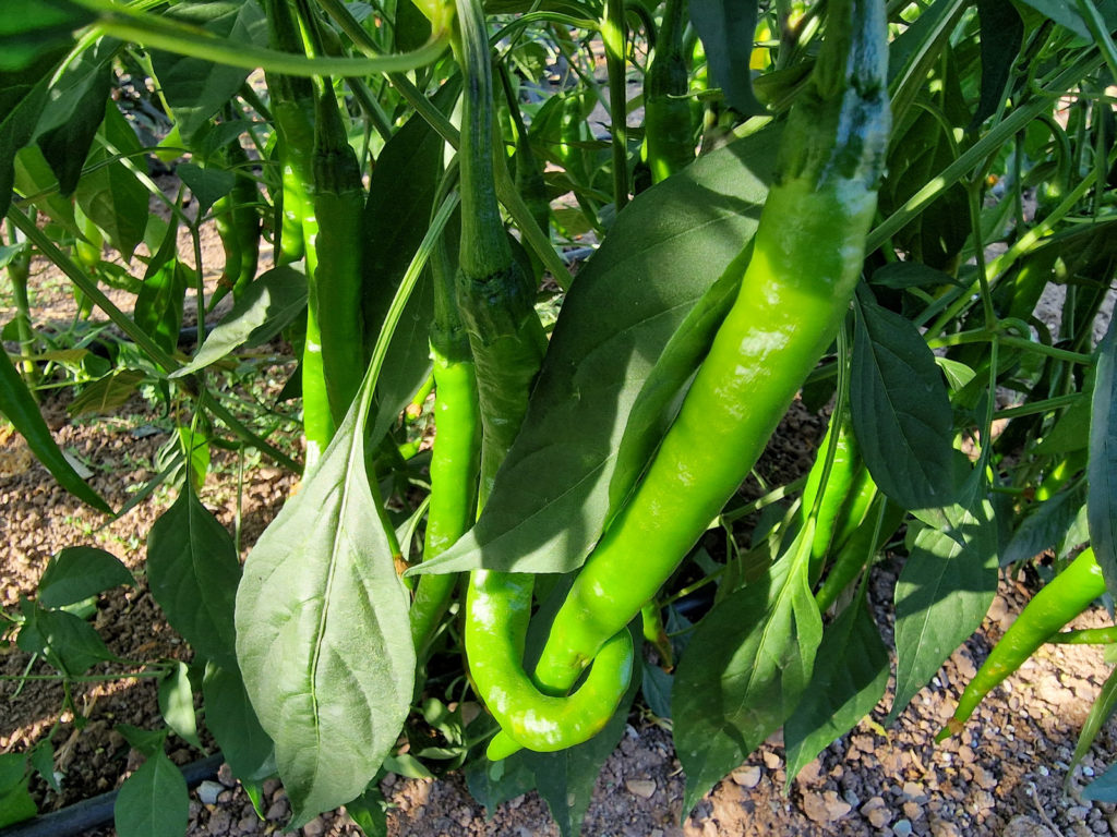 HJ10 After Glow Space Chilli Seeds - HJ10 After Glow Space Pepper Seeds ...