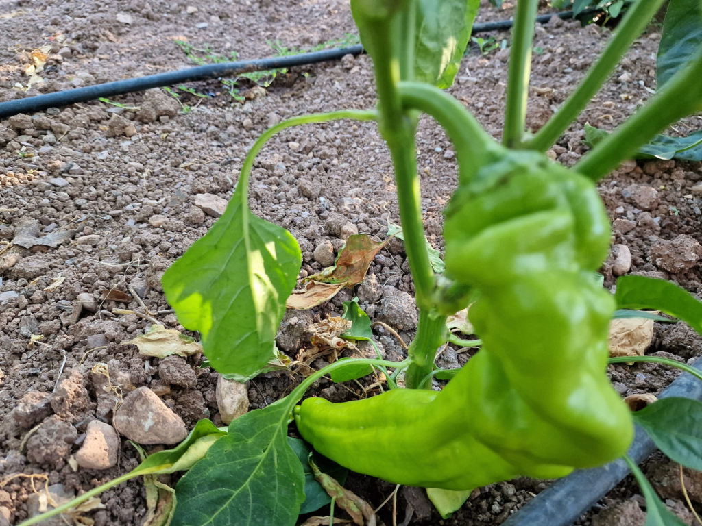 HJ1 Corona Space Chilli Seeds - Hangjiao 1 Corona Space Pepper Seeds ...
