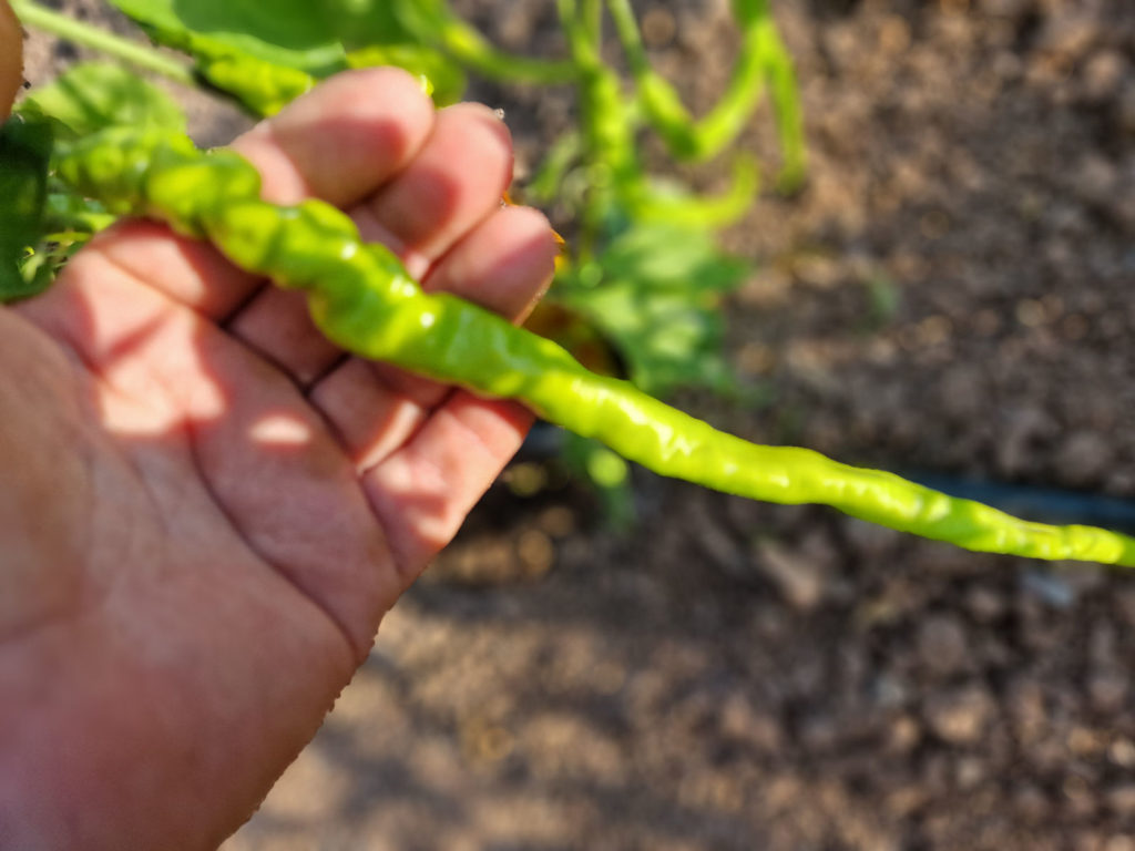 HJ4 Comets Tail Space Chilli Seeds - HJ4 Comets Tail Space Pepper Seeds ...