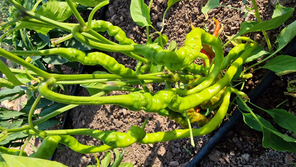 HJ4 Comets Tail Space Chilli Seeds - HJ4 Comets Tail Space Pepper Seeds ...